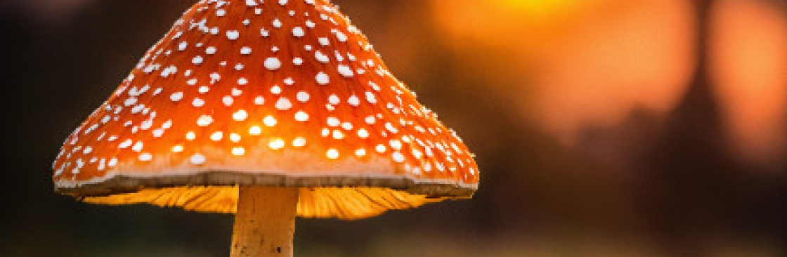 Amanita Georgia Cover Image